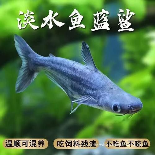 龍魚可以和藍(lán)鯊混養(yǎng)嗎圖片
