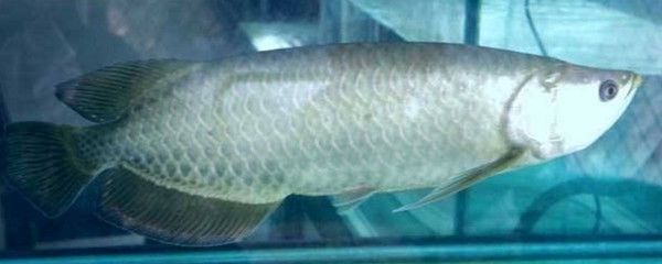 銀龍魚吃食爵了廠辦吐（銀龍魚吃食后吐出可能是由多種因素引起的）