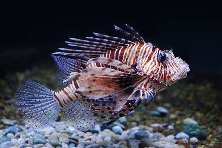 蝴蝶龍魚價格（蝴蝶魚價格-最新蝴蝶魚價格、批發報價、價格大全）