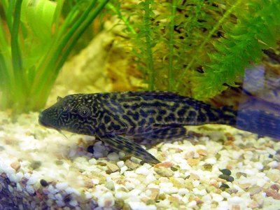 觀賞魚龍魚種類及名稱（主要的龍魚品種）