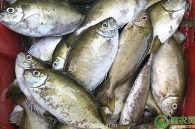 紅龍魚喂什么鰭尾長得快【如何通過喂食讓紅龍魚的鰭尾長得快】