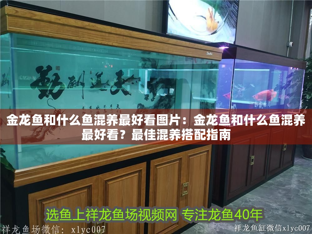 金龍魚和什么魚混養最好看圖片：金龍魚和什么魚混養最好看？最佳混養搭配指南