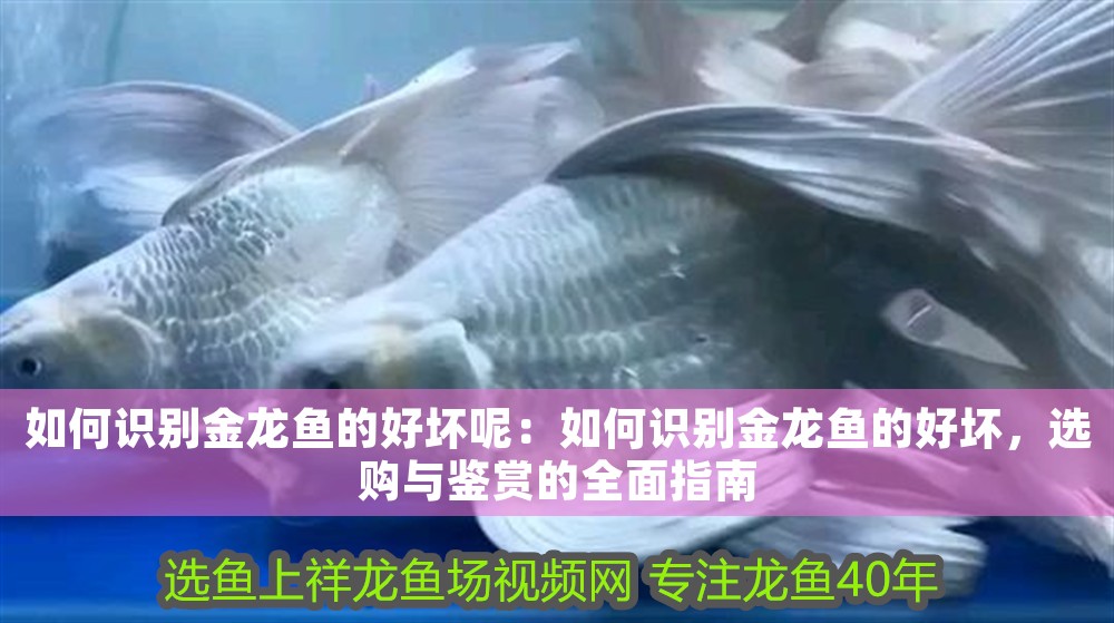紅龍魚活多少年就死了正常嗎圖片（紅龍魚活多少年就死了正常嗎圖片大全）