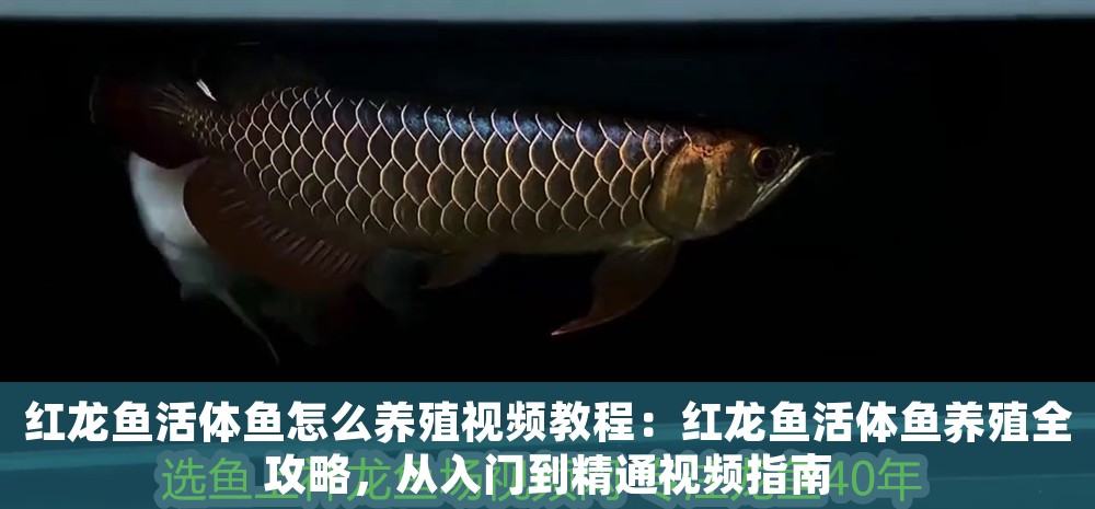 紅龍魚活體魚怎么養殖視頻教程：紅龍魚活體魚養殖全攻略，從入門到精通視頻指南