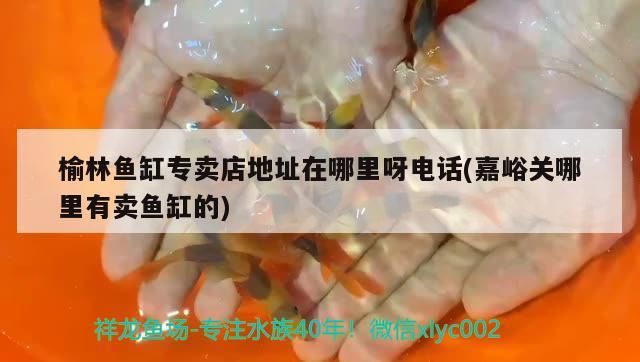 <strong><mark>榆林</mark></strong>魚缸專賣店地址在哪里呀電話(嘉峪關哪里有賣魚缸的)