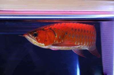 龍魚換新環境不吃怎么辦：龍魚換新環境不吃食怎么辦