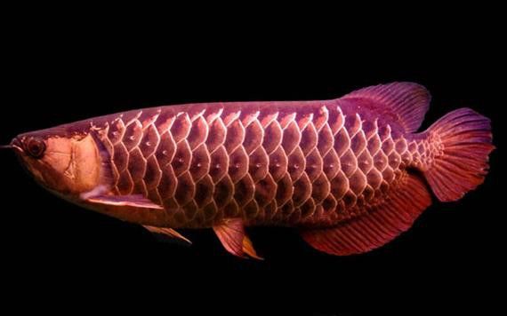 金龍魚的發色過程圖片 龍魚百科 第4張 金龍魚的發色過程圖片 金龍魚的發色過程圖片 龍魚百科 第4張