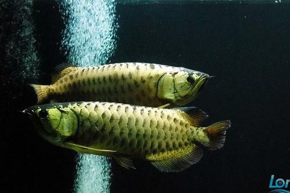 金龍魚的發色過程圖片 龍魚百科 第15張 金龍魚的發色過程圖片 金龍魚的發色過程圖片 龍魚百科 第15張