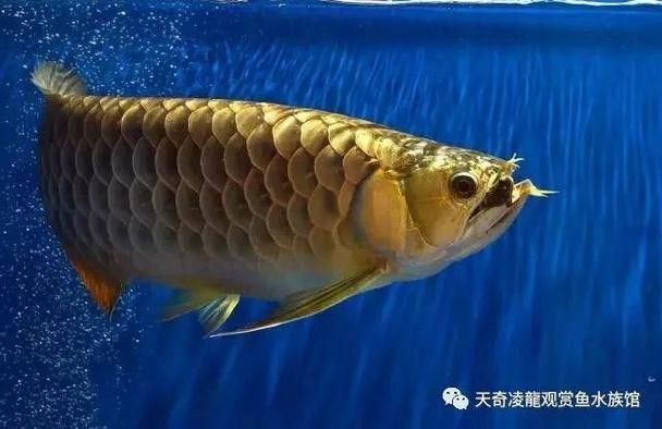 金龍魚的發色過程圖片 龍魚百科 第16張 金龍魚的發色過程圖片 金龍魚的發色過程圖片 龍魚百科 第16張