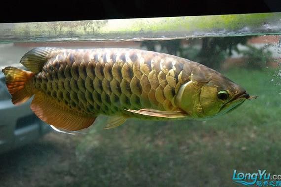 金龍魚的發色過程圖片 龍魚百科 第19張 金龍魚的發色過程圖片 金龍魚的發色過程圖片 龍魚百科 第19張