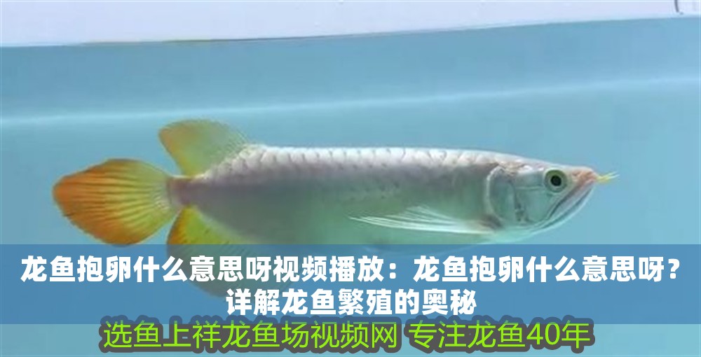 龍魚抱卵什么意思呀視頻播放：龍魚抱卵什么意思呀？詳解龍魚繁殖的奧秘