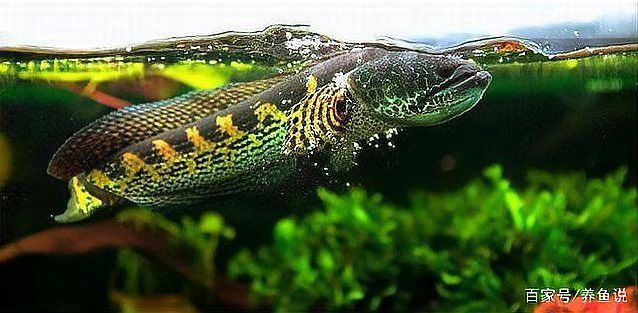 孔雀魚喂龍魚