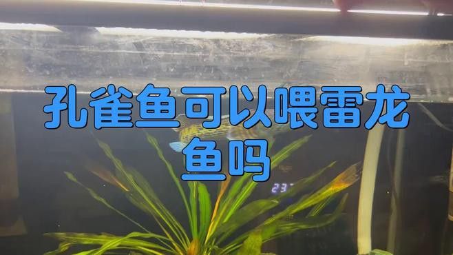 孔雀魚喂龍魚