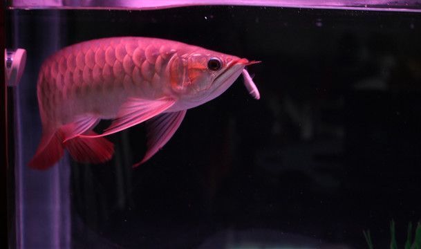百度金龍魚外：白玉紅龍魚在觀賞市場上具有獨特的魅力，使其成為愛好者的珍藏之一