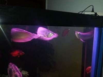 龍魚(yú)燈潛水好還是放頂處好：飼養(yǎng)龍魚(yú)中如何擺放燈