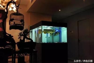 龍魚(yú)燈潛水好還是放頂處好：飼養(yǎng)龍魚(yú)中如何擺放燈