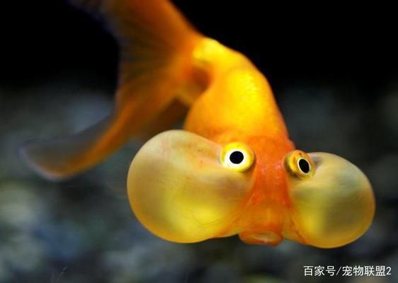 金龍魚怎么變金色了：金龍魚變色期的飼養要點