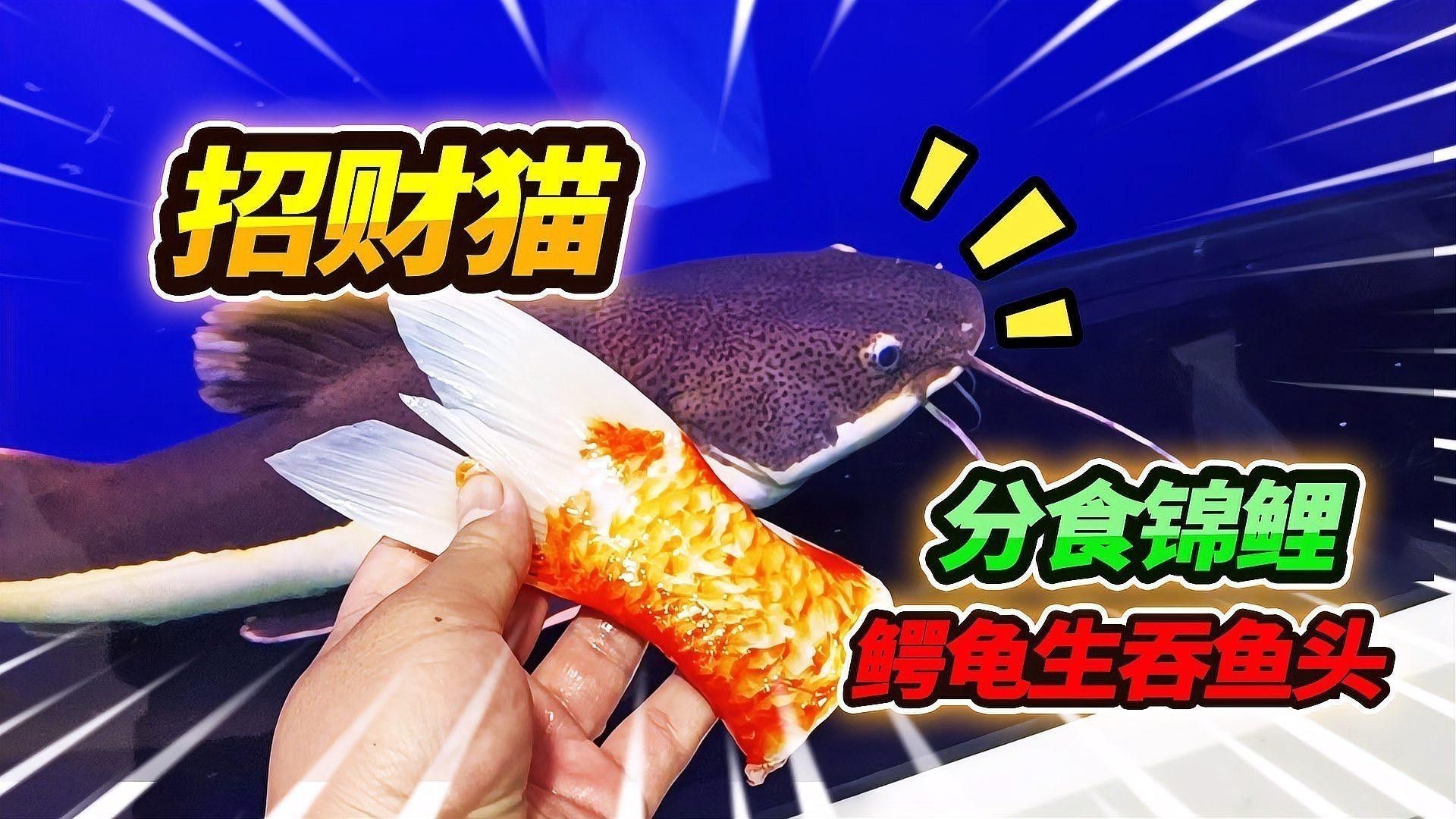 龍魚與錦鯉混養