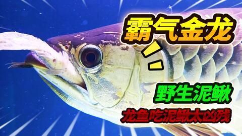 龍魚定期檢疫用什么藥：養殖龍魚的注意事項