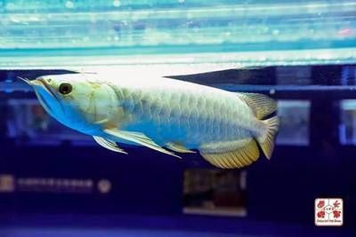 龍魚比賽規(guī)則是什么，龍魚比賽的一般規(guī)則和評(píng)分標(biāo)準(zhǔn)