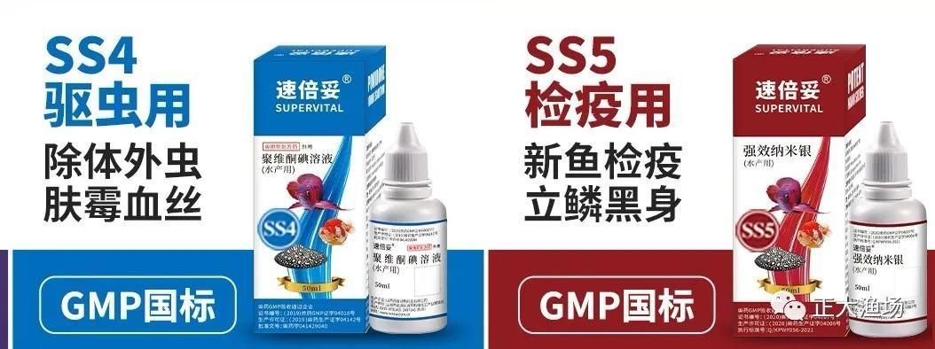 紅龍魚用什么藥檢疫【仔細觀察紅龍魚用什么藥檢疫】