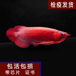 紅龍魚用什么藥檢疫【仔細觀察紅龍魚用什么藥檢疫】