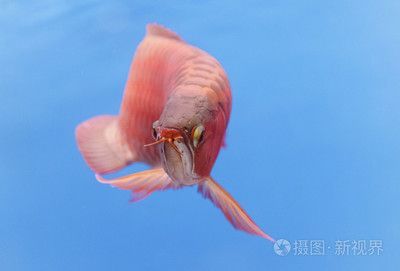 紅色的龍魚(yú)叫什么名字（世界上8大紅龍魚(yú)品種，一條價(jià)值高達(dá)268萬(wàn)元!）