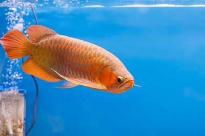 紅色的龍魚(yú)叫什么名字（世界上8大紅龍魚(yú)品種，一條價(jià)值高達(dá)268萬(wàn)元!）