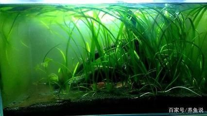 魚缸多久喂食一次（不同季節(jié)喂魚頻率變化魚缸喂食的最佳時(shí)間）