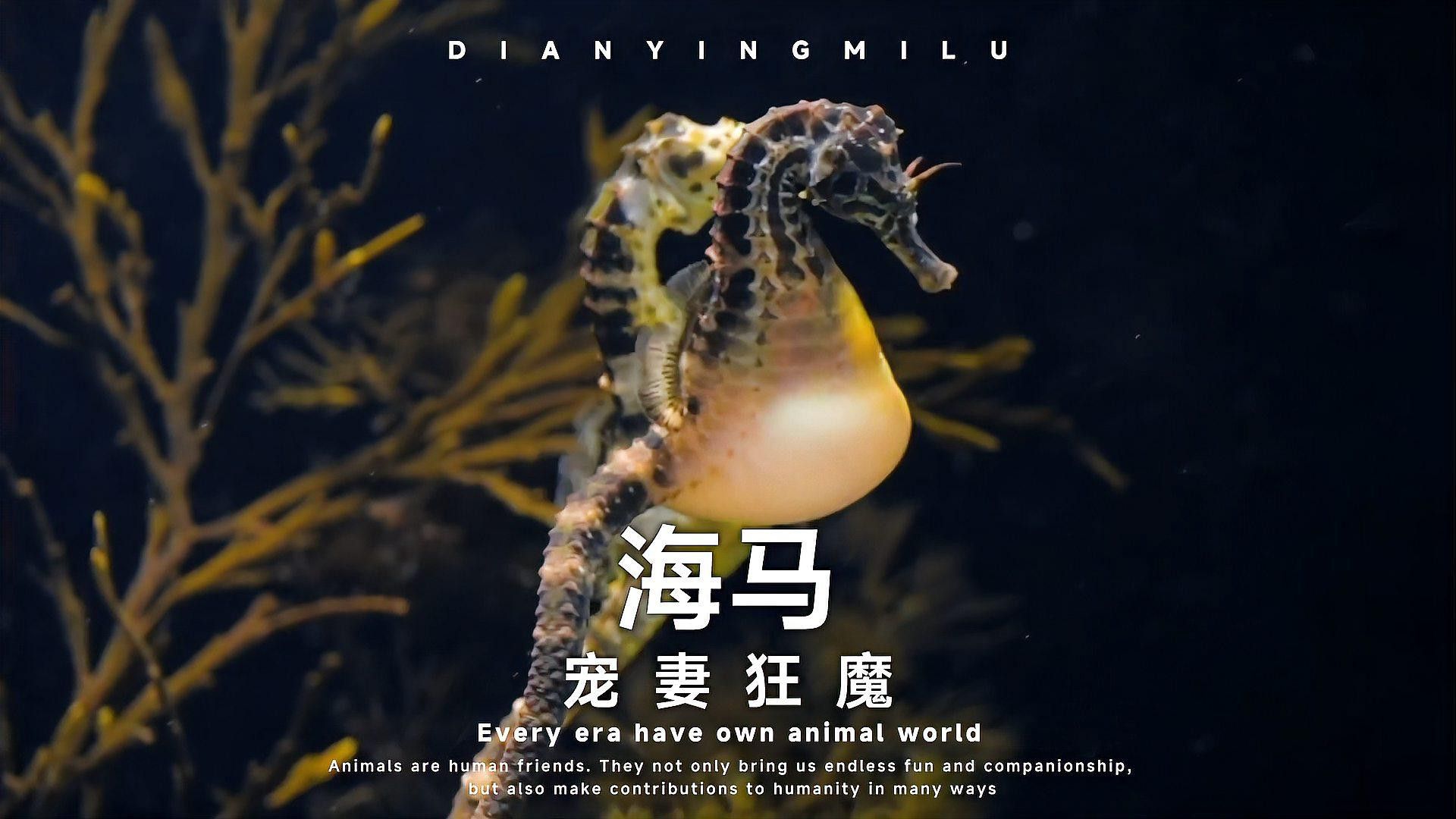 海馬和海龍有哪些功效？