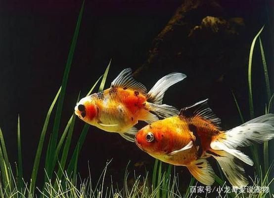 金龍魚飼料制作配方（常見的金龍魚飼料制作配方）