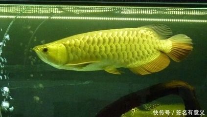 金龍魚是雜交魚嗎，：金龍魚在自然狀態下并不是雜交魚然而是雜交魚嗎