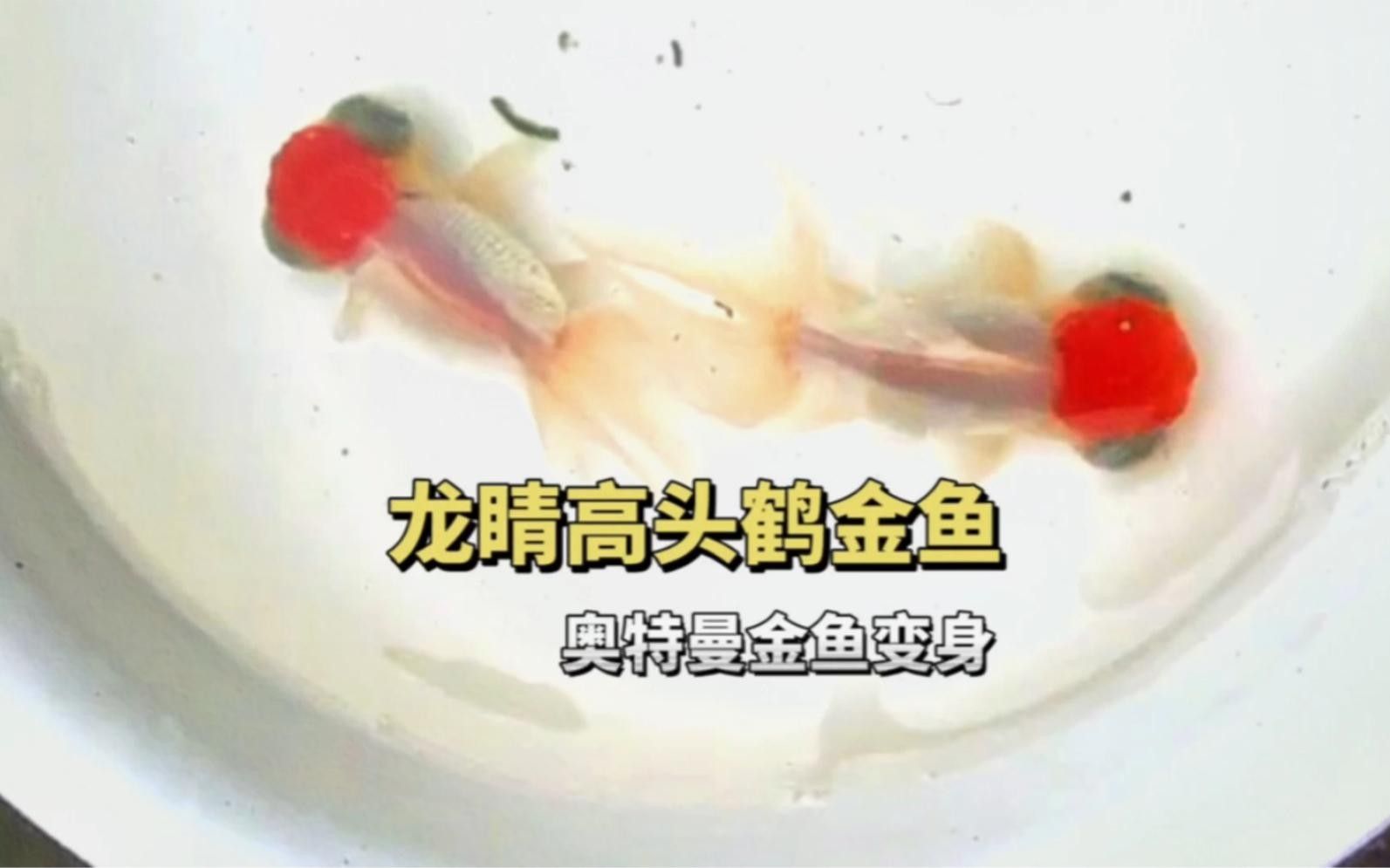 龍睛魚混養的最佳密度是多少？