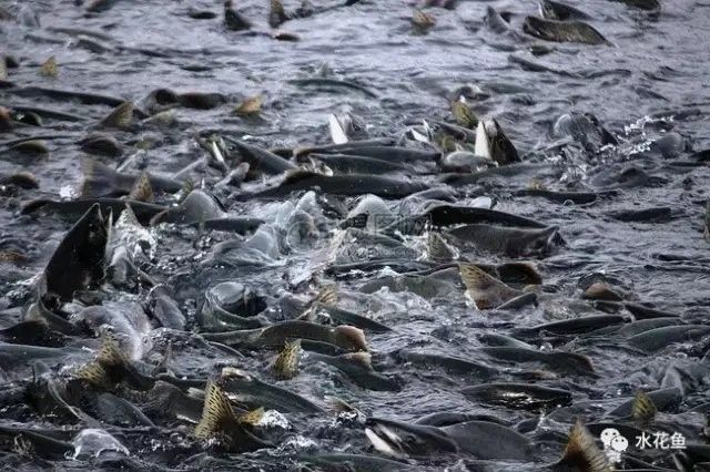 龍睛魚混養的最佳密度是多少？