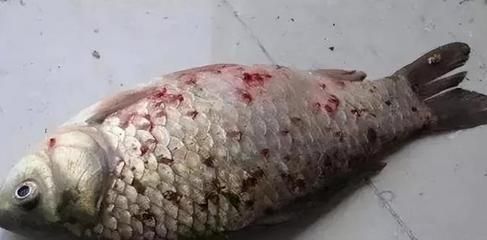 龍魚魚鰓寄生蟲：如何預防和治療龍魚魚鰓寄生蟲