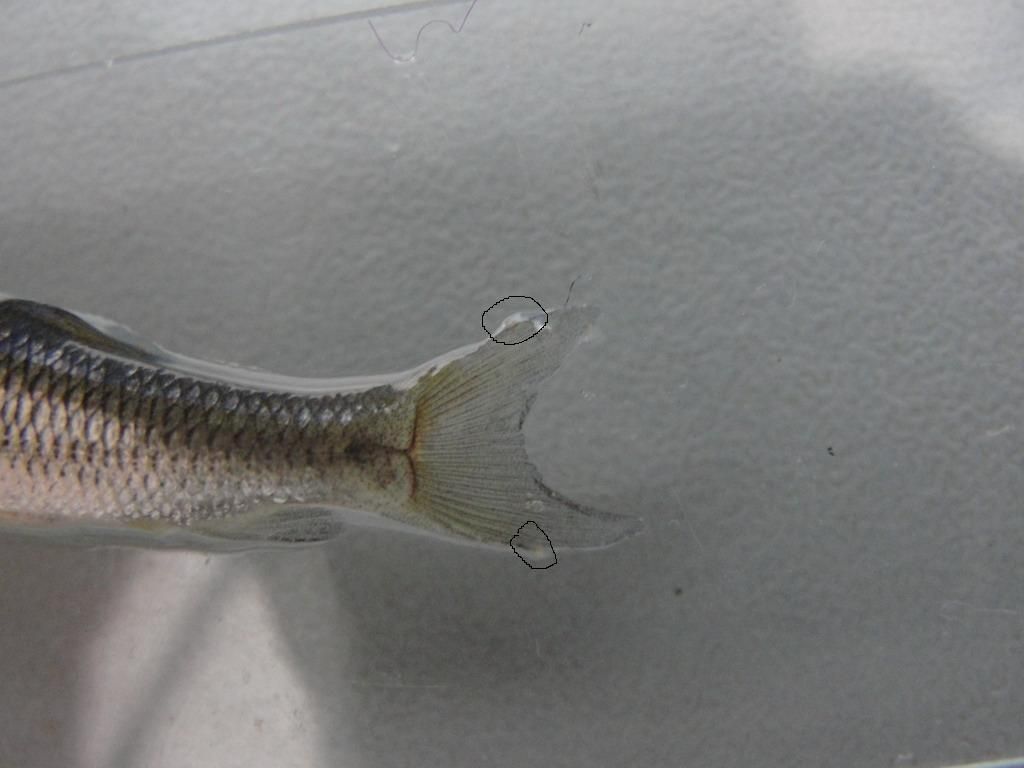 龍魚魚鰓寄生蟲：如何預防和治療龍魚魚鰓寄生蟲
