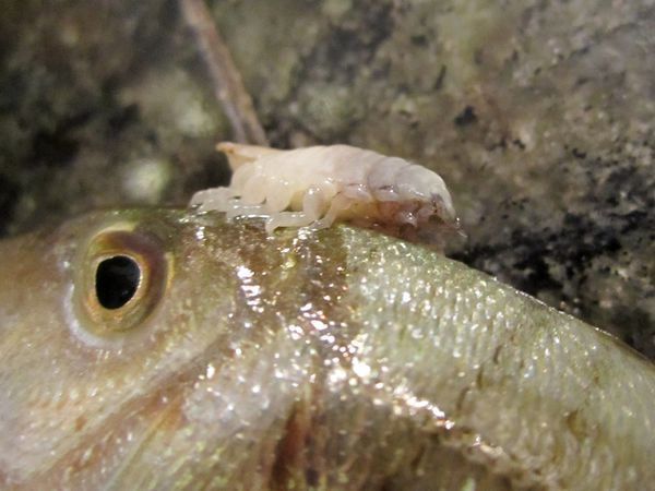 龍魚魚鰓寄生蟲：如何預防和治療龍魚魚鰓寄生蟲