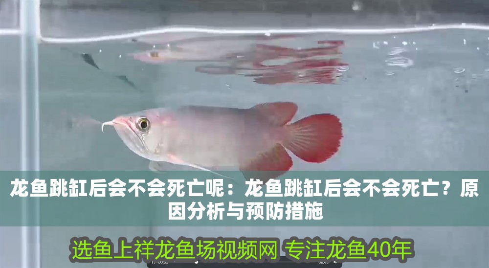 龍魚跳缸后會不會死亡呢：龍魚跳缸后會不會死亡？原因分析與預防措施