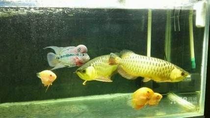 龍魚急游的原因分析（為什么龍魚急游？）
