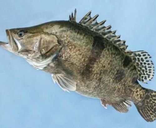 世界上最貴的四種魚，其中一種價值千萬元