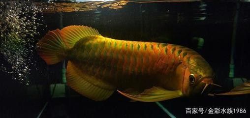 龍魚突然暴斃預示什么意思呀怎么回事啊：龍魚突然暴斃可能由多種因素引起
