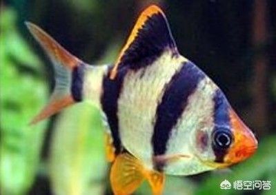 虎皮魚和龍魚能混養嗎【虎皮魚和龍魚混養的可行性探討虎皮魚和龍魚混養的注意事項】