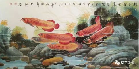 金龍魚魚類的來歷和傳說簡介（金龍魚的來歷與傳說）