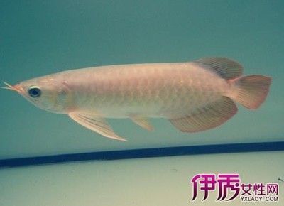 深圳紅龍魚臨時存放多久會壞，紅龍魚臨時存放時間和是否會壞，紅龍魚臨時存放的最佳方法
