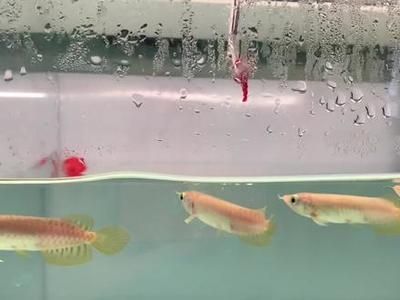 紅龍魚苗喂什么好（紅龍魚怎么養紅龍魚的正確飼養方法）