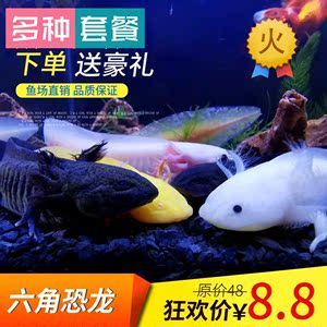 六角龍魚的價格是多少（六角龍魚市場價格波動原因）