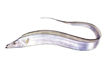 白色的像龍頭一樣的魚叫什么：白色的像龍頭一樣的魚叫什么呢？