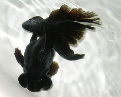 金魚最建議買的三個品種