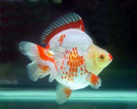 金魚最建議買的三個品種