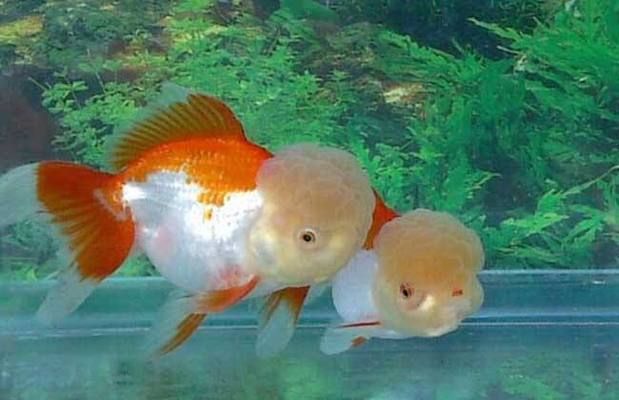 金魚最建議買的三個品種